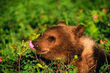 001_bear.jpg