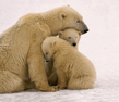 002_bear.jpg