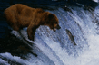004_bear.jpg