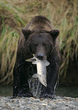 008_bear.jpg