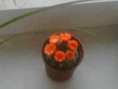 кактур