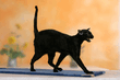 oriental_shorthair_black_04b.jpg