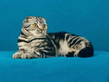 scottish_fold_02b.jpg