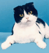 scottish_fold_01b.jpg