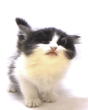 87.gif