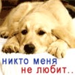 Dog.gif