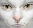 There_is_no_cat.jpg