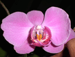 800px_Orchidea.jpg