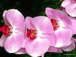 82902282_Moth_Orchid.jpg