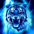 Tiger.jpg
