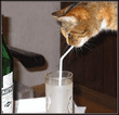 019_koshki.jpg