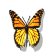 Babochka.gif