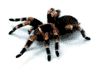 Pauk.gif