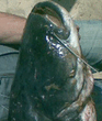 shot0088.jpg