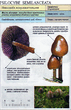 psilocybe_semilanceata.jpg