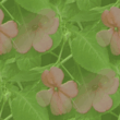 flower_26.gif