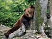 19_animals_94215.jpg