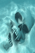 Skull.jpg