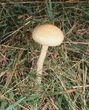 psilocybe_coprophila_gm2.jpg