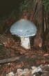 stropharia_aeruginosa_gm.jpg