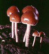 Psilocybe_coprophila_mw_01_.jpg