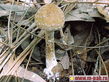 psilocybe_cubensis_psilicibin.jpg