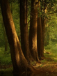 Cool_Nature.jpg