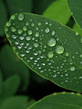 Drops_N_Drops.jpg