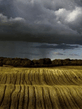 Field.jpg