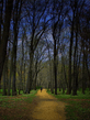 Forestway_214.jpg
