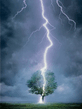 Lightning_Tree.jpg