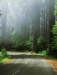 Summer_Road.jpg