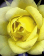 Yellow_Rose.jpg