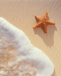 Starfish.jpg