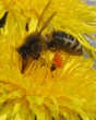 Bee000.jpg