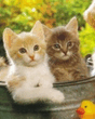 Kittys.jpg