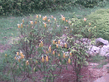 26092008_012_.jpg