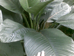 26092008_090_.jpg