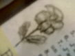 Flower.jpg