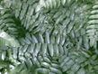 26092008_099_.jpg