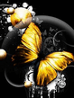 Yellow_Butterfly.jpg