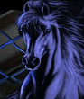 Blue_Horse_N_Windows_.jpg
