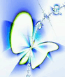Buterfly_.jpg