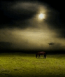 Moonlight_.jpg