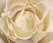 Flower_95.jpg