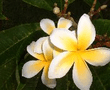 Flowers_1.jpg