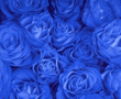Blue_Roses.jpg