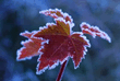 normal_11358254.jpg