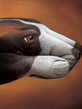 Dog140373.jpg