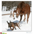 Horse140884.jpg